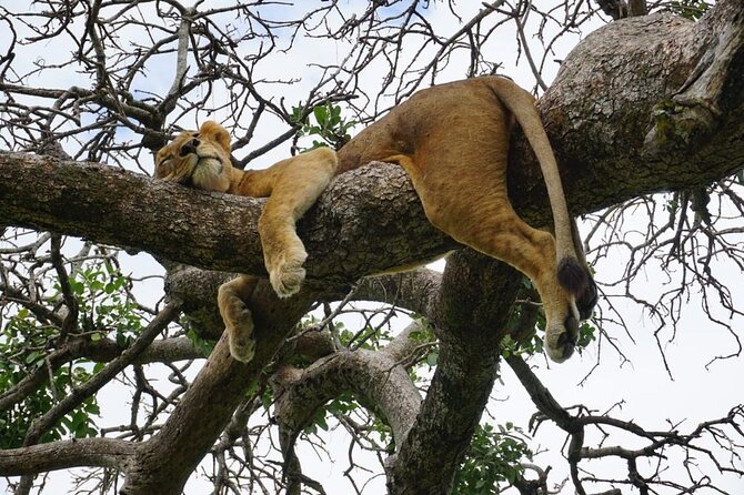 Elephant Safari Tanzania 4 Days **Sustainable Approach to Travel - Eco-Friendly Accommodations