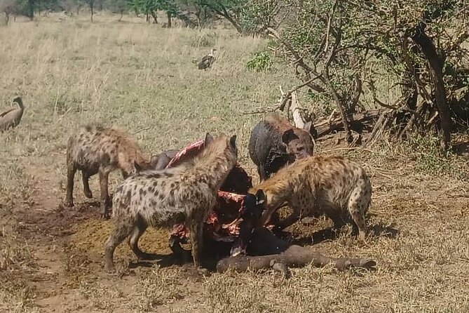 Elephant Safari Tanzania 4 Days **Sustainable Approach to Travel - Carbon Footprint Reduction