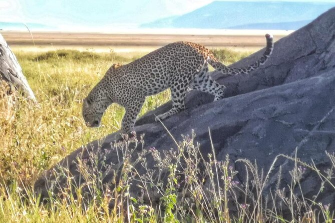 Elephant Safari Tanzania 4 Days **Sustainable Approach to Travel - Cultural Immersion Opportunities