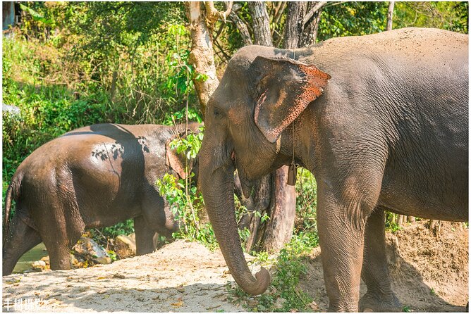 Elephant Sanctuary and Doi Inthanon Small-Group Day Trip  - Chiang Mai - Itinerary Overview