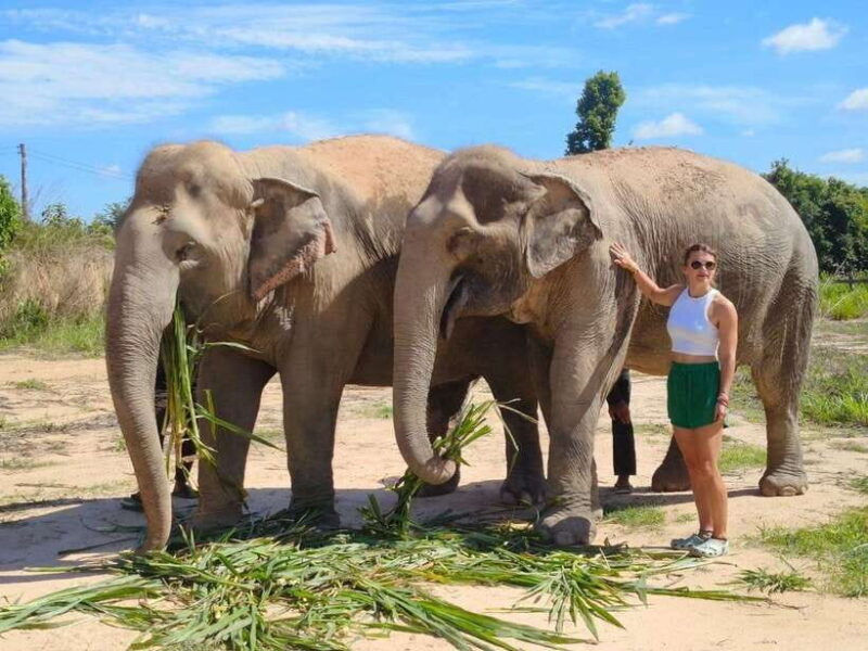 Elephant Sanctuary Cambodia, Pickup and drop off included - Forest Trek and Nature Appreciation