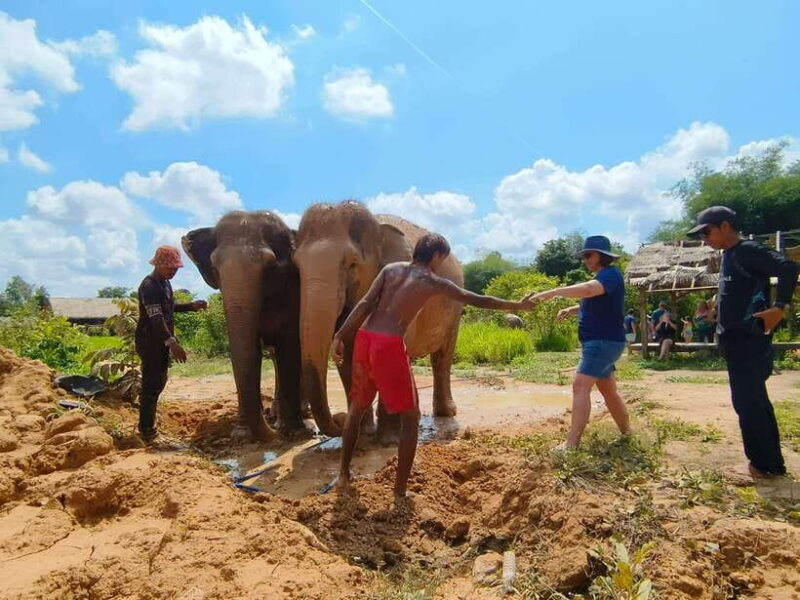 Elephant Sanctuary Cambodia, Pickup and drop off included - The Sum Up