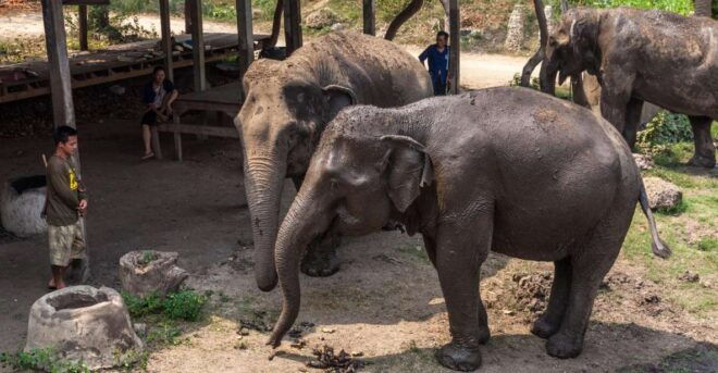 Elephant Sanctuary & Kanchanaburi Highlights Tour - Positive Feedback