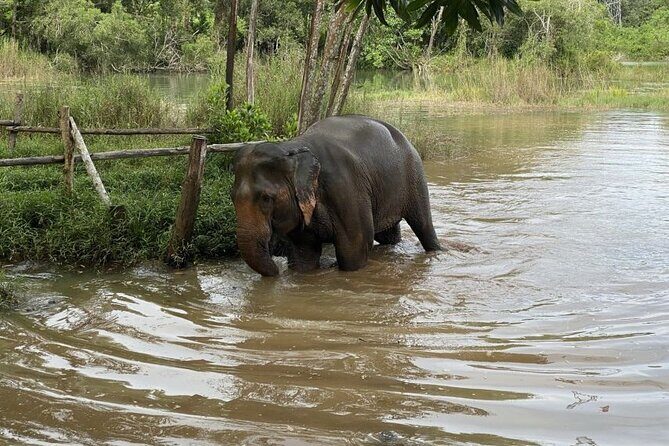 Elephant Sanctuary Small Group Tour in Phuket - Good To Know
