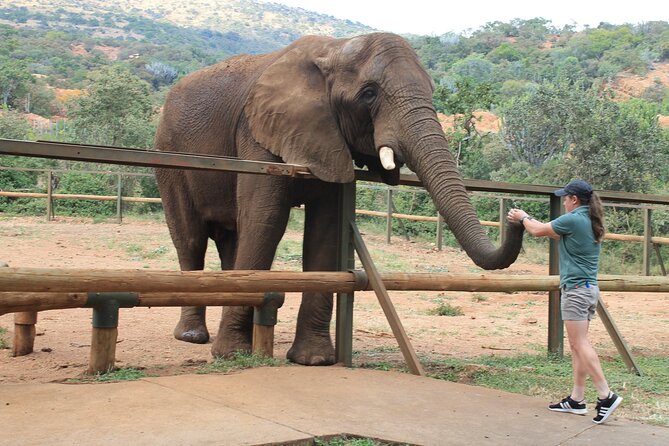 Elephant Sanctuary Tour From Johannesburg - Overview and Purpose of the Tour