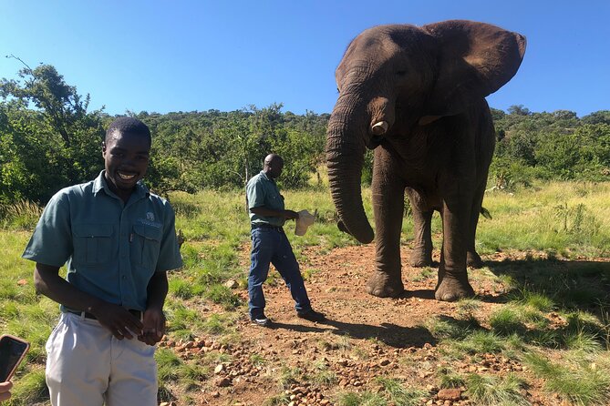 Elephant Sanctuary Tour From Johannesburg - Sanctuary Information