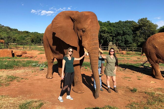 Elephant Sanctuary Tour From Johannesburg - Common Questions