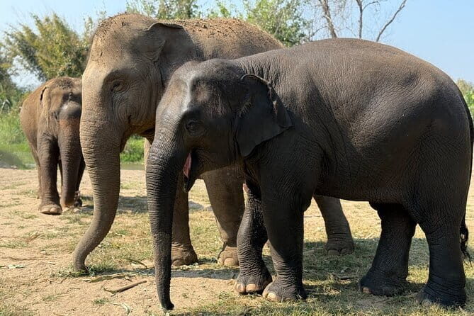 Elephant Sanctuary, Wat Ban Den & Sticky Waterfall - Good To Know