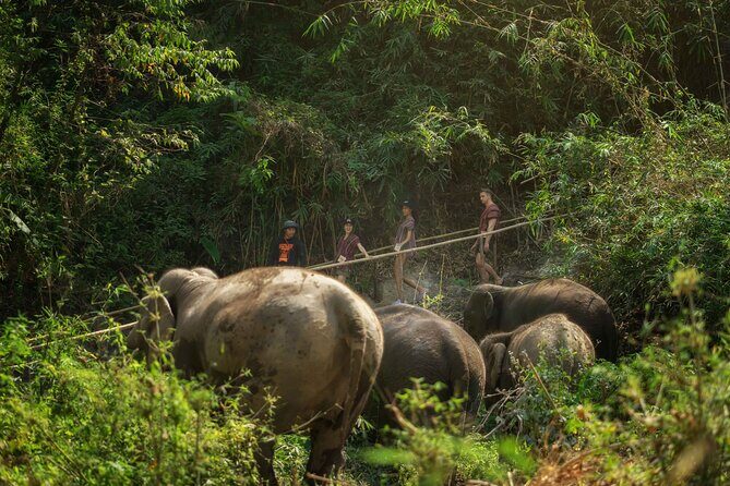 Elephant Sanctuary with Thai Cooking Experience in Chiang Mai - Final Thoughts