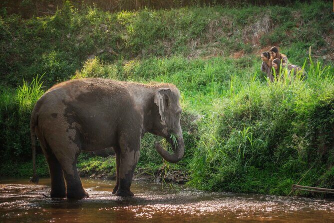 Elephant Sanctuary with Thai Cooking Experience in Chiang Mai - FAQs