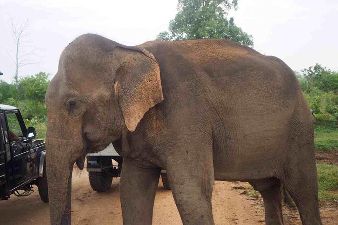 Elephant Transit Home Udawalawe With Jeep Safari - All Included Tour - Additional Information and Requirements