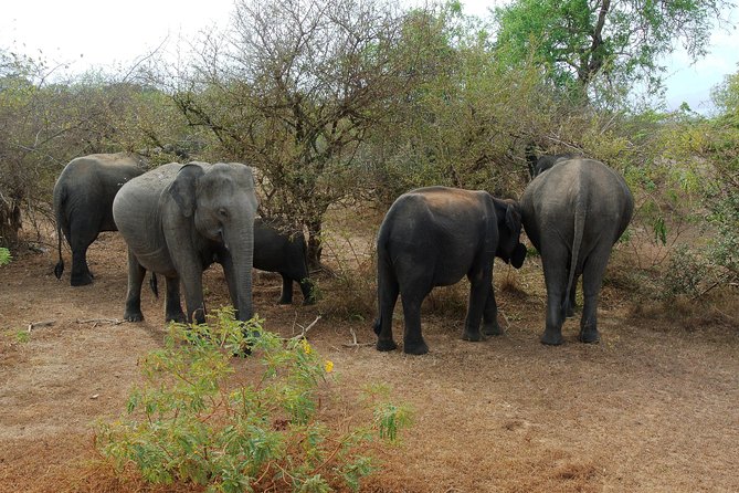 Elephant Transit Home Udawalawe With Jeep Safari - All Included Tour - Reviews and Ratings