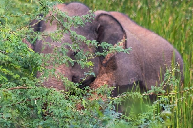 Elephant Transit Home Udawalawe With Jeep Safari - All Included Tour - Frequently Asked Questions