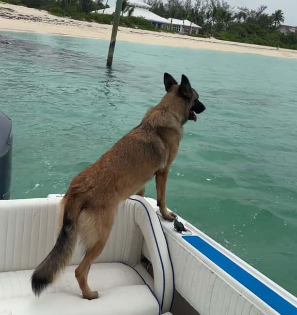 Eleuthera Adventure: Swings, Pigs, and Reefs - What We Loved About This Tour