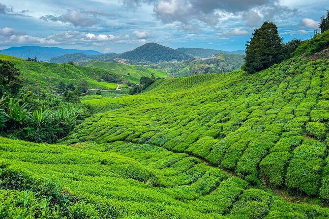 Elevate Your Senses: A Day of Wonders in Cameron Highlands! - Good To Know