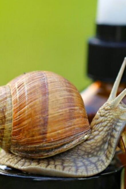 Elice (It): the House of Snails and Beauty Products - Pickup and Transportation