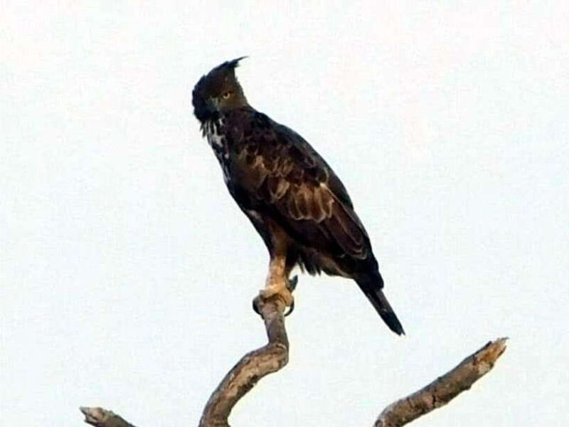 Ella: 1 Day tour to Badulla / Haputale / Mahiyanganaya - Ella: 1 Day Tour to Badulla, Haputale, and Mahiyanganaya