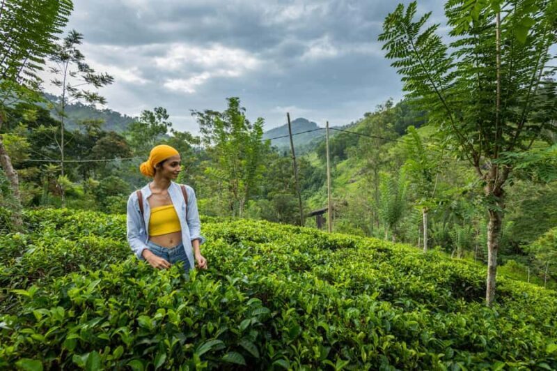 Ella: 3-Day Tour with Village Experience and Meals - The Sum Up: Who Should Consider This Tour?