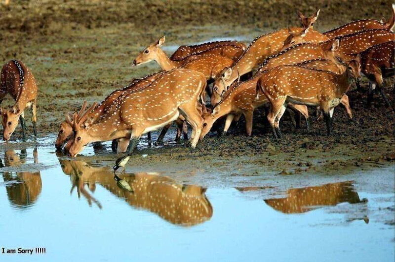 Ella: All Inclusive Yala Half Day Leopard Safari - Exclusive - Good To Know