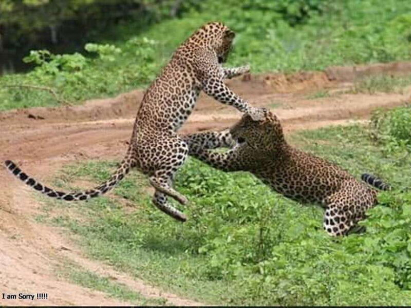 Ella: All Inclusive Yala Half Day Leopard Safari - Exclusive - Who Should Consider This Tour?