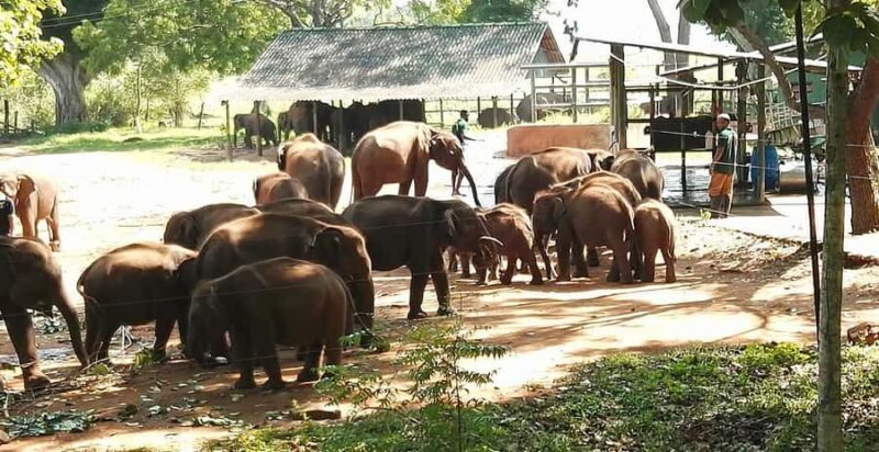Ella and Udawalawe National Park Private Tour All Inclusive - Exploring the Itinerary: What You Can Expect