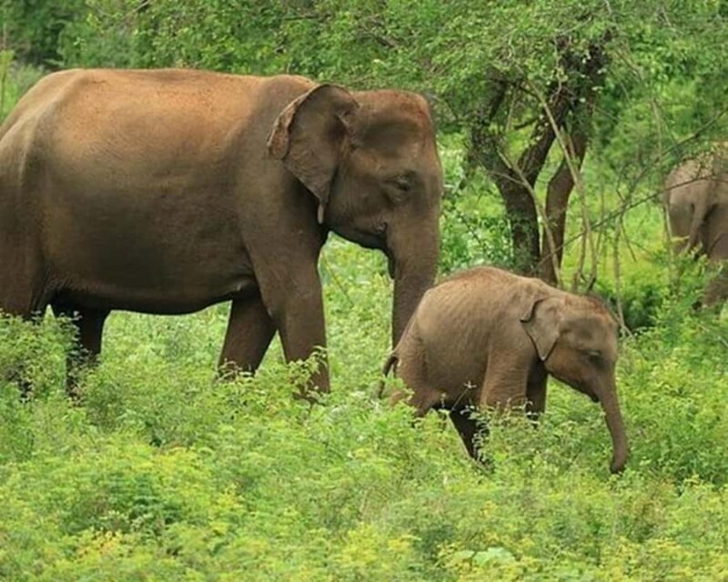 Ella, Bandarawela, or Haputale to Udawalawe Safari Tour - Good To Know