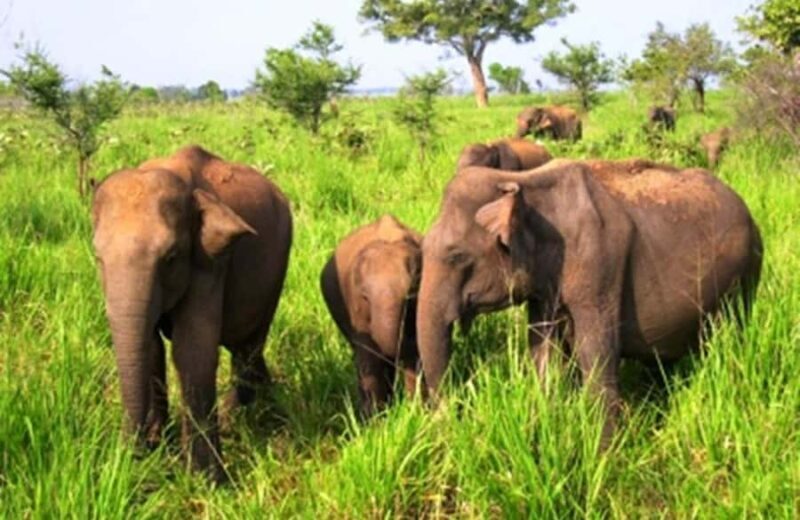 Ella, Bandarawela, or Haputale to Udawalawe Safari Tour - Good To Know