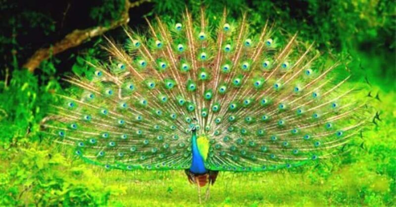 Ella, Bandarawela, or Haputale to Yala National Park Safari - The Sum Up