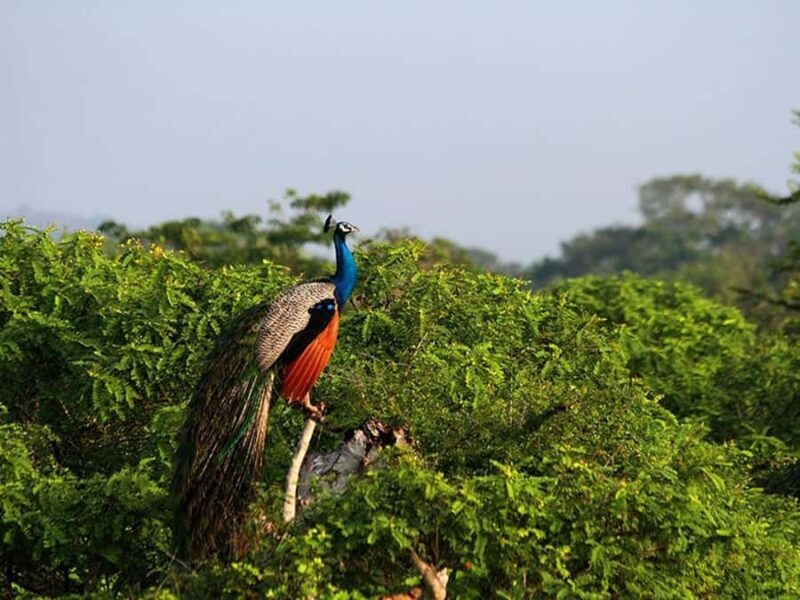 Ella, Bandarawela, or Haputale to Yala National Park Safari - The Breakdown of the Day