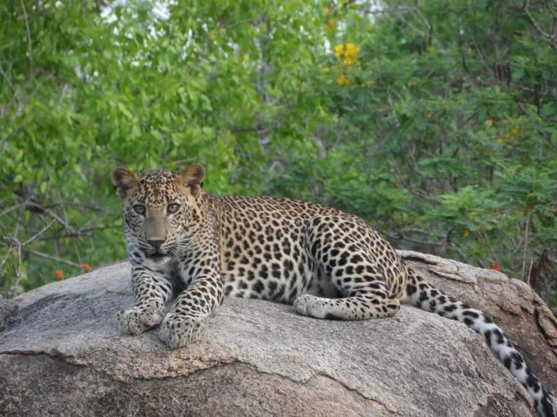 Ella, Bandarawela, or Haputale to Yala National Park Safari - FAQ