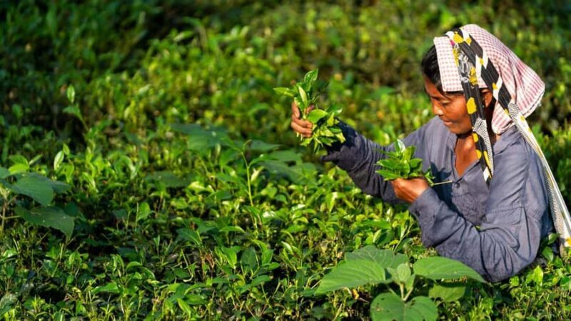 Ella: City Tour with Lunch, Nine Arch Bridge & Waterfall - FAQ