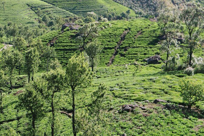 Ella Day Tour from Galle Mirissa Unawatuna - Who Should Consider This Tour?