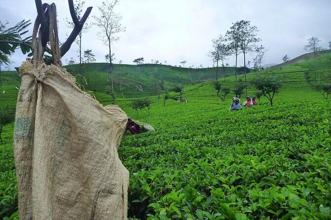 Ella Day Tour from Galle Mirissa Unawatuna - The Sum Up