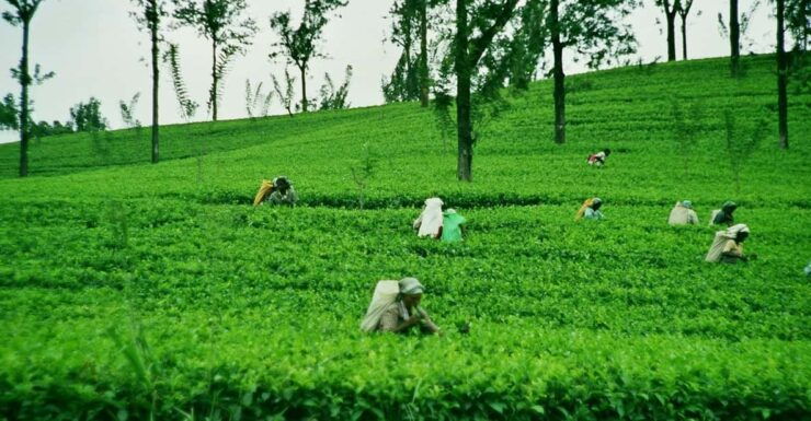 Ella: Day Tour From Kandy - Itinerary Highlights