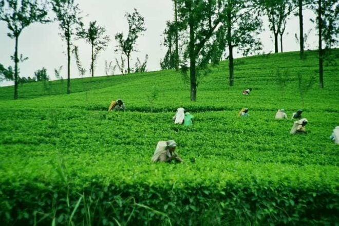 Ella: Day Tour From Kandy - Scenic Train Ride Experience