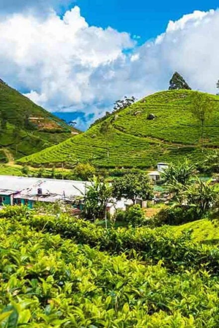 Ella: Day Tour From Kandy - Attractions and Activities