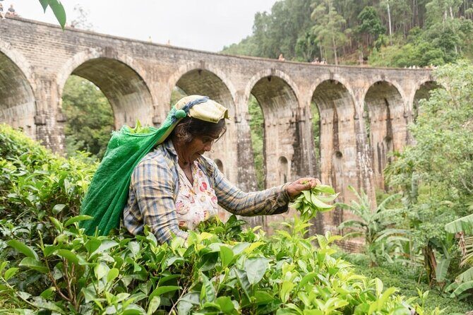 Ella Day Tour from Mirissa/Tangalle/Waligama - Good To Know