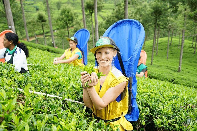 Ella Day Tour with Tea Factory All Inclusive Tour from Hambantota - Good To Know