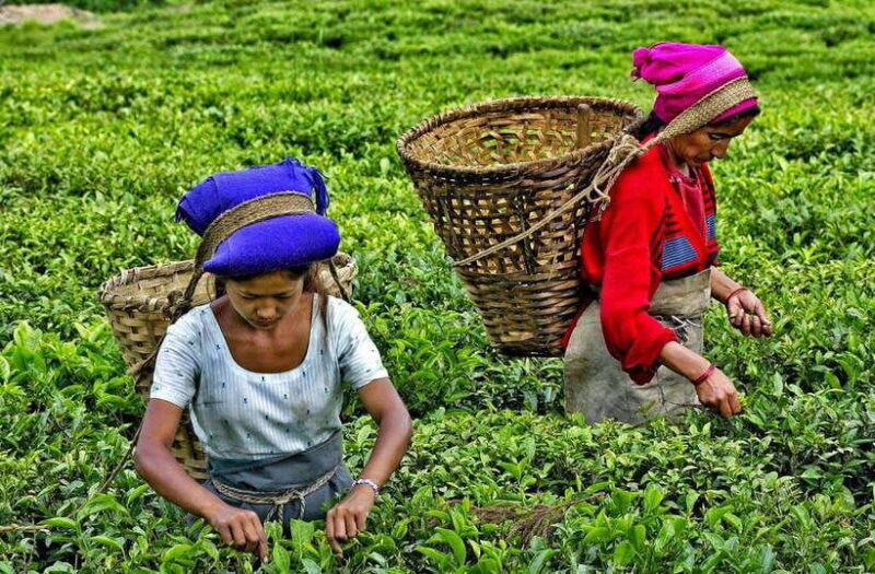 Ella Day Tour: with Tea Factory Visit from Galle - Final Thoughts