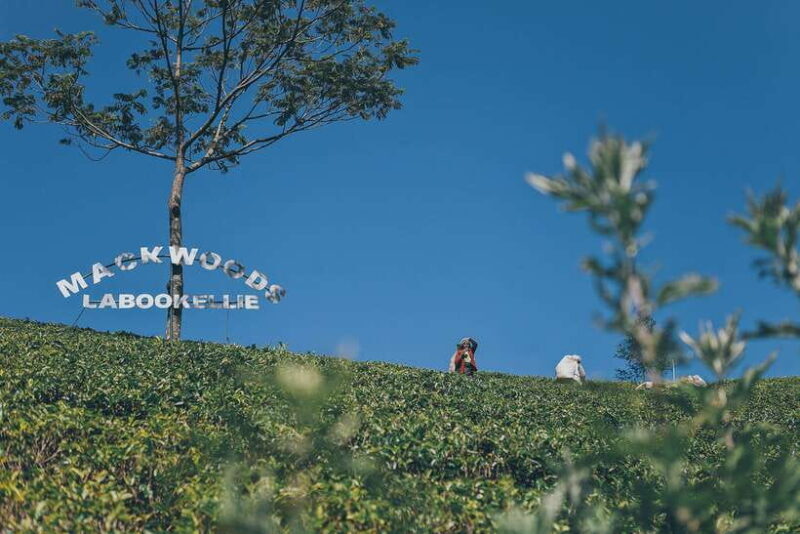 Ella Day Trip: with Little Adam's Peak Hike From Colombo - Good To Know