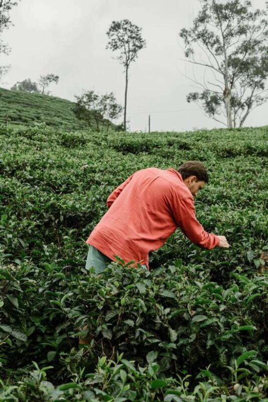 Ella Day Trip: with Little Adam's Peak Hike From Colombo - The Sum Up