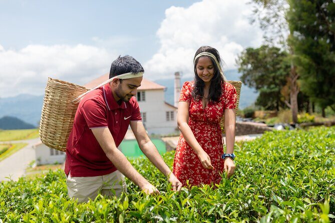 Ella Experience with Picturesque Tea Estate and Train Journey - Exploring the Full-Day Ella Tour