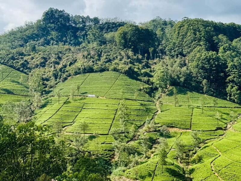 Ella Full-Day Tour from Mirissa/Ahangama/Hikkaduwa/Bentota - Good To Know