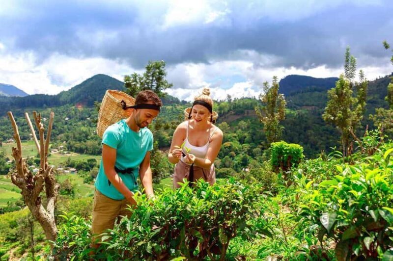 Ella: Halpe Tea Factory Tour with Tuk-Tuk Scenic Drive - Good To Know