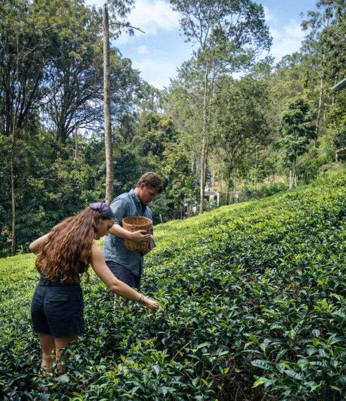 Ella: Hands-On Tea Making Experience with Tasting - Final Thoughts: Why This Experience Is Worth It