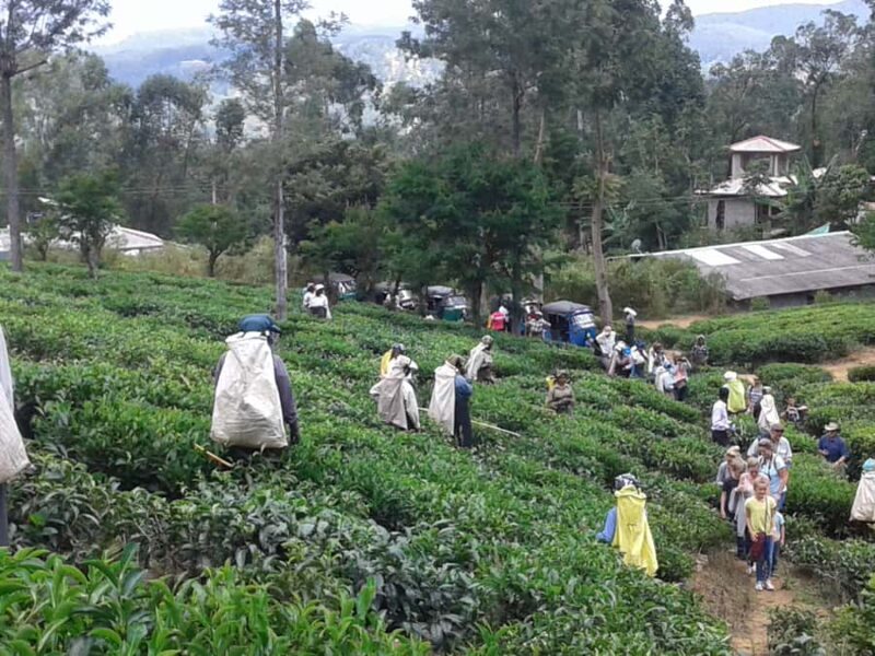 Ella-Haputae Tea Plantation Safari By Tuk Tuk & Liptons Seat - Who Is This Tour Best For?