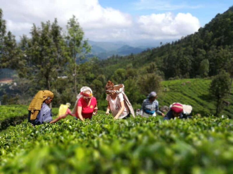 Ella Haputae Tea Plantation Safari By TukTuk & Cooking Class - Good To Know