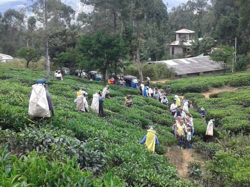 Ella Haputae Tea Plantation Safari By TukTuk & Cooking Class - The Sum Up