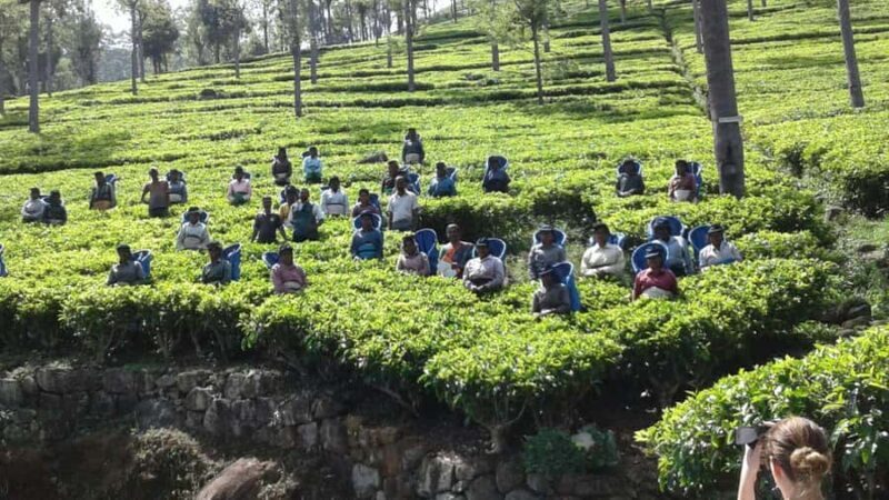 Ella Haputae Tea Plantation Safari By TukTuk & Cooking Class - Touring Dambatenne Tea Factory