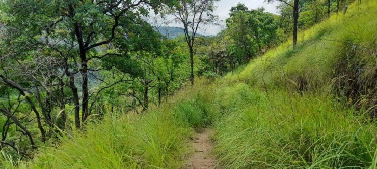 Ella Jungle Trail W Tush - Experience the Ella Jungle Trail